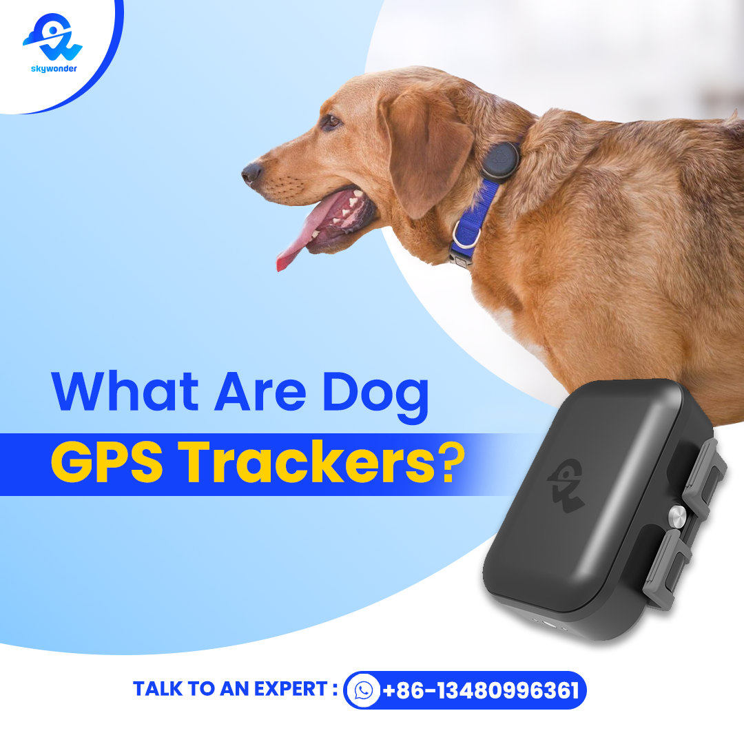 What are Dog GPS Trackers? What are Dog GPS Trackers?